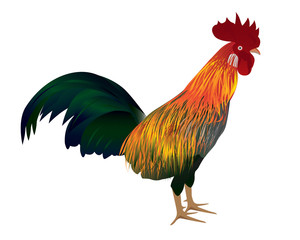 the chicken vector design