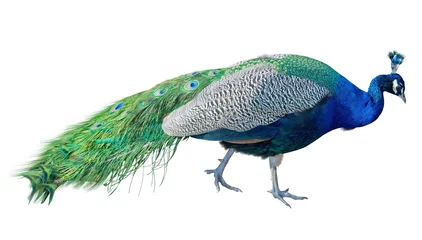 Wandaufkleber The big peacock © AVD