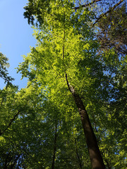 Buchenwald, Nationalpark, Reinhardswald, Nordhessen