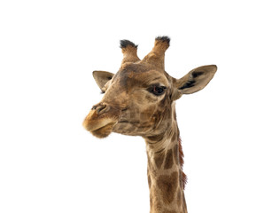 Obraz premium Twarz głowa żyrafy