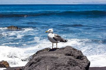 Möwe Vogel La Gomera Kanarische Inseln 