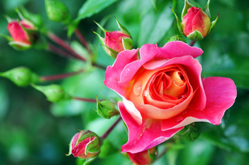 Beautiful Pink Rose Flower In Nature, Top View