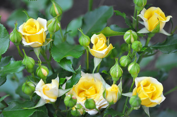 Yellow Roses Outdoor, Many Flowers, Top View