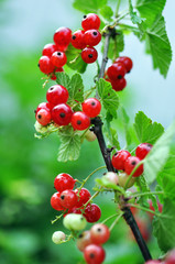 Red Currants In The Garden, Summer Harvest
