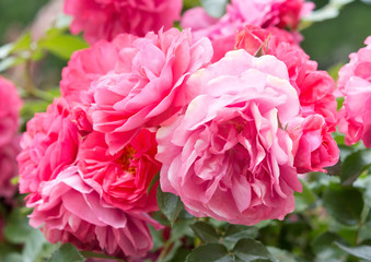 Beautiful flower of rose