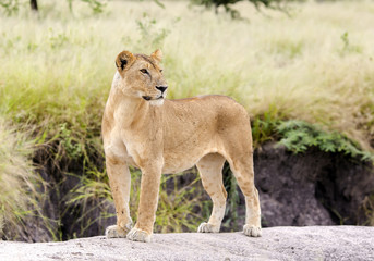 Fototapeta premium Lovely lioness gracefully standing on a rock in a park Tarangire, Tanzania