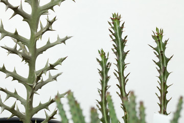 Euphorbia family, various types of Euphorbia focusing at Euphorbia Stenoclada sharp spine.