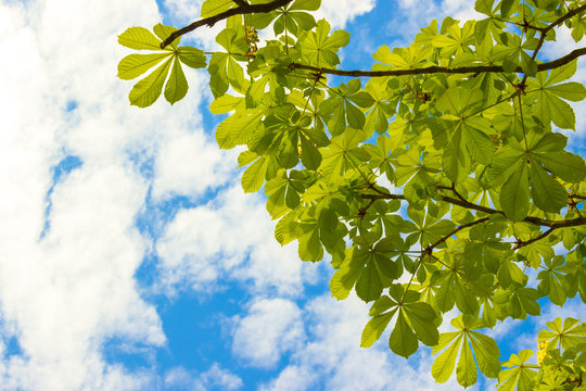 chestnut leaves against the sky