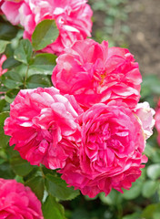 The three large beautiful flowers of rose