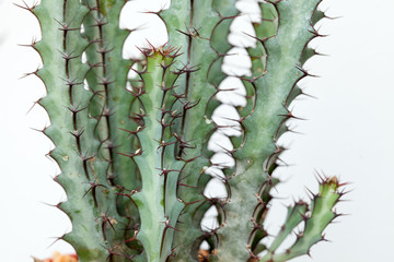 Euphorbia Greenwayi, close up to pattern of Euphorbia Greenwayi showing spines