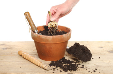 Planting a Lilly bulb