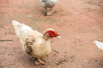 muscovy duck head, Domestic Muscovy Duck (cairina moschata) white duck on soil floor
