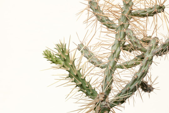 cactus, Sharp needle spine of Opuntia Cylindropuntia Cholla isolate in house garden