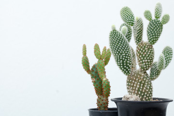 Opuntia microdasys, Opuntia Microdasys or bubby ears cactus isolate in house garden