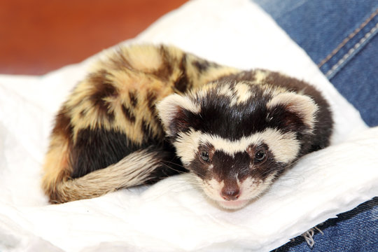 Marbled polecat (Vormela peregusna) lie on white cloth.