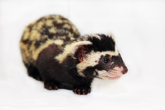 Marbled polecat (Vormela peregusna) on white cloth background.