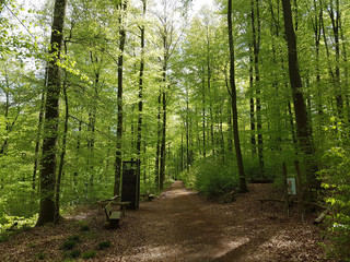 Buchenwald, Nationalpark, Kellerwald-Edersee, Nordhessen