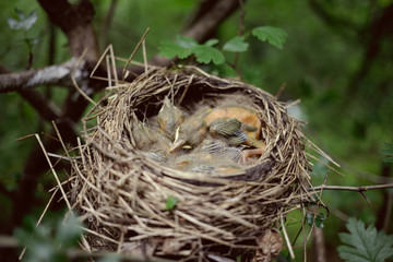 Bird's nest.