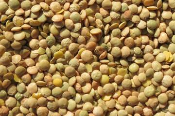 Lentils pulse grain legume vegetables