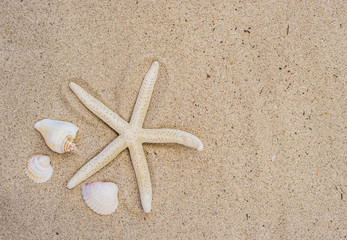 Fototapeta na wymiar Starfish and seashells on sand beach