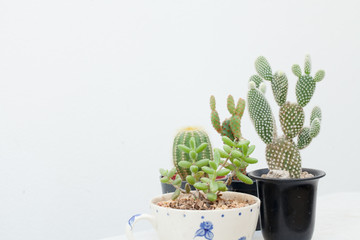 cactus, group of various type cactus and succulent Euphorbia put together in house garden hobby