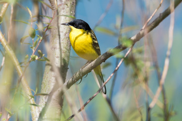 Black-headed Wagtail (Motacilla feldegg, Motacilla flava feldegg