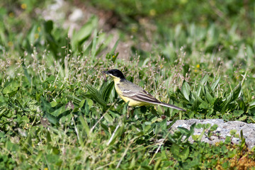 Black-headed Wagtail (Motacilla feldegg, Motacilla flava feldegg