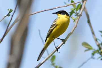 Black-headed Wagtail (Motacilla feldegg, Motacilla flava feldegg