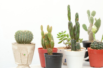 cactus, group of various type cactus and succulent Euphorbia put together in house garden hobby