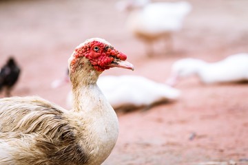 muscovy duck head, Domestic Muscovy Duck (cairina moschata) white duck on soil floor