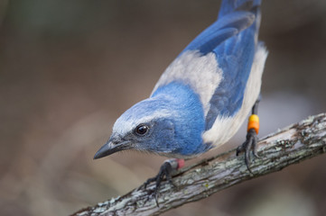 A close up of a curious Florida Scrub Jay perched on a branch.