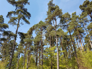 Fototapeta premium Kiefernwald, Pinus; sylvestris; Nationalpark, Kellerwald-Edersee