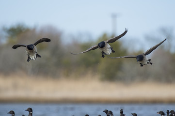 A trio of Brant landing in with a flock of others on an overcast day.