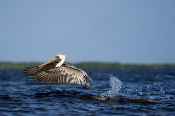 A Brown Pelican takes off out of the bright blue water with a large splash.