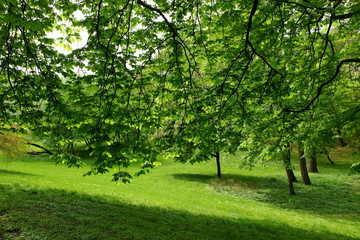 Fototapeta na wymiar Drzewa w parku