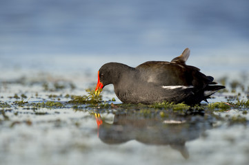 A Common Gallinule feeds on water vegetation in the shallow water with a reflection of the bird.