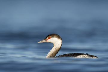 A Horned Grebe sits low in the water as it swims by in the bright blue water with red eyes.