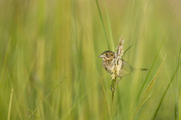 A Seaside Sparrow perches on some marsh grass surrounded by green.