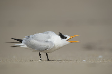 A Royal Tern walks along the sand beach while loudly calling with its large beak open.