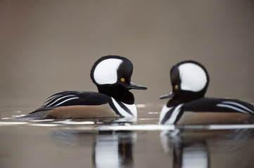 A pair of drake Hooded Mergansers display their hoods showing off for nearby females on an overcast day.