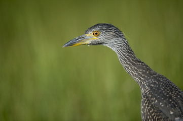 A juvenile Yellow-crowned Night Heron stretches its neck out on a sunny day in front of a bright green background.