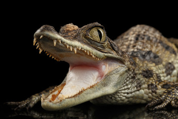 Obraz premium Closeup Young Cayman Crocodile, Reptile with opened mouth Isolated on Black Background