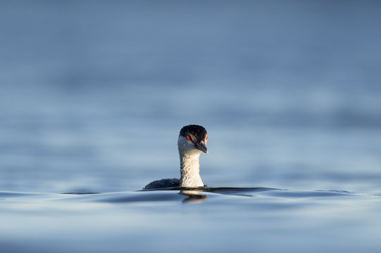 A Horned Grebe Swims In The Blue Water As Its Bright Red Eyes Are Lit Up By The Evening Sun.