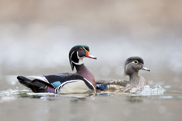 Male and female Wood Ducks photographed at Valley Green Inn at WIssahickon Valley Park near Philadelphia, PA.