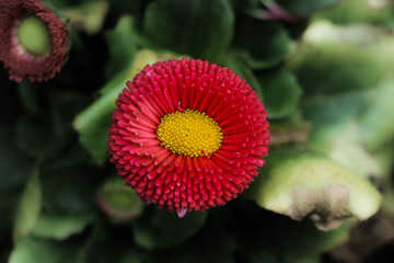 Radiale Blume schön
