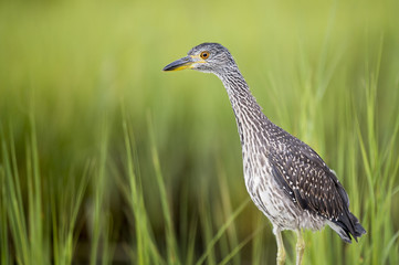 A juvenile Yellow-crowned Night Heron searches for food in the shallow water in the shade of a bridge in front of bright green grass.