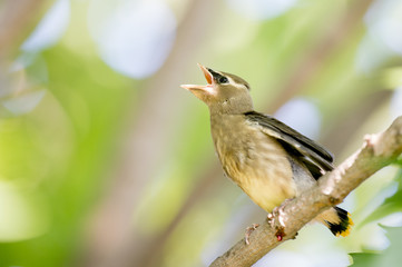A young Cedar Waxwing calls loudly for food from its parents.