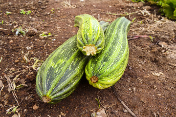 zucchine appena raccolte