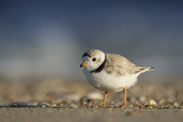 An endangered Piping Plover stands on a sandy beach with early sunlight shining on it.