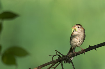 A Field Sparrow perched on a branch with a beak full of caterpillars in front of a green background with bright sunlight shining on it.